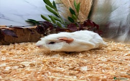 Guinea Pig rodents for sale: 🏡🐹 Multiple Baby Female Guinea Pigs 🐹🏡 - Image 4