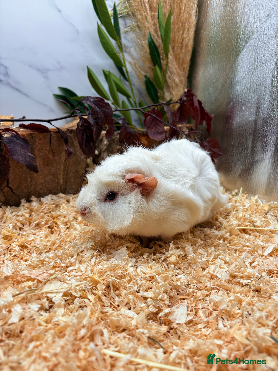 Guinea Pig rodents for sale: 🏡🐹 Multiple Baby Female Guinea Pigs 🐹🏡 - Image 4
