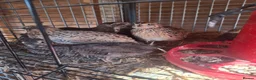 Quail poultry for sale: Coturnix quail and snowflake bobwhite  - Advert 17