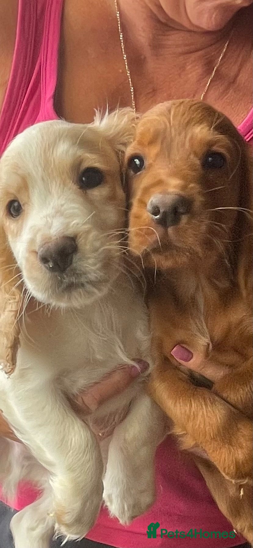 Cocker Spaniel dogs COCKER SPANIEL PUPS - Advert 1