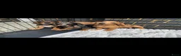 Miniature Dachshund dogs for sale: Dachshund puppies  in Ware - Advert 1