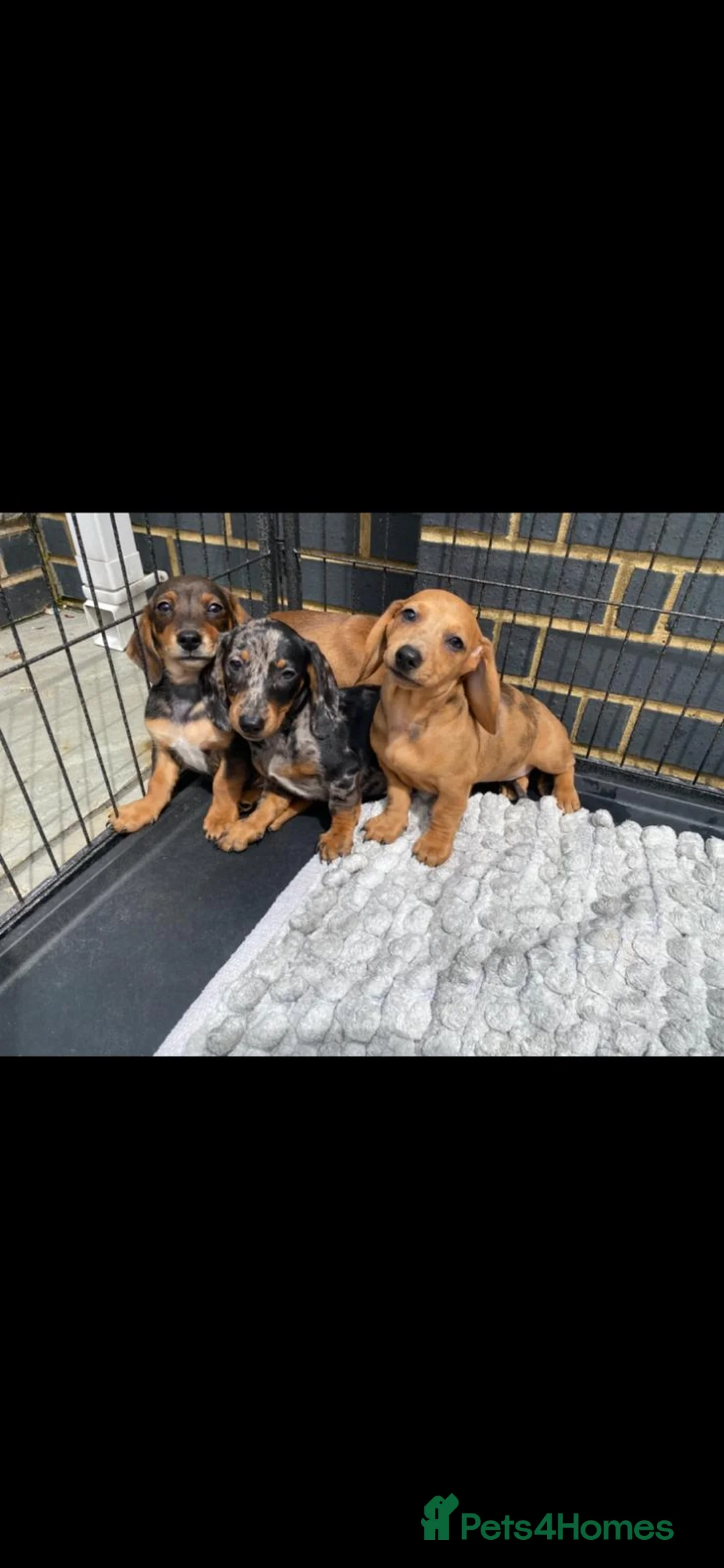 Miniature Dachshund dogs for sale: Dachshund puppies  in Ware - Advert 1