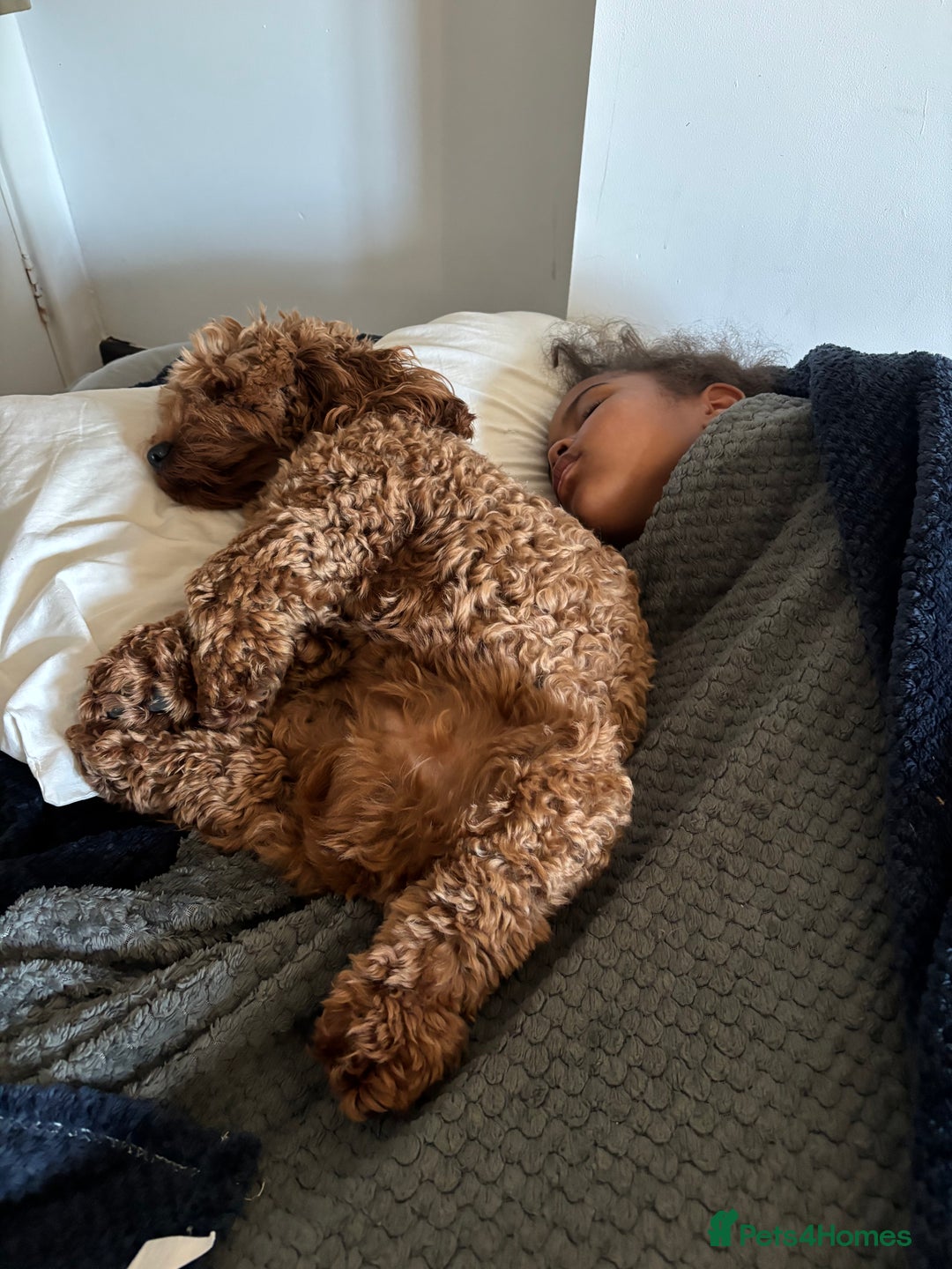 Mixed Breed dogs for sale: Puppies looking for a loving family  - Image 28