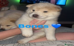 Siberian Husky dogs for sale: 3 fluffy chowski’s  - Advert 4