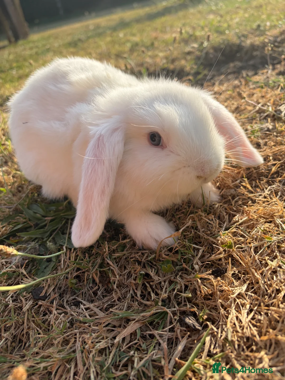 Mini Lop rabbits for sale: 3 beautiful mini lops looking for there for homes - Advert 2