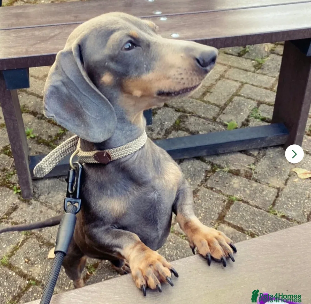 Miniature Dachshund dogs for sale: 🐾KC Miniature Dachshund Puppies Champion Lines🐾 in Telford - Advert 12