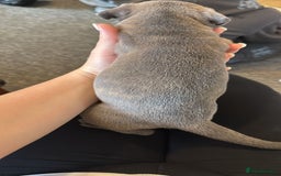 Mixed Breed dogs for sale: French bulldog x American staff - Image 20