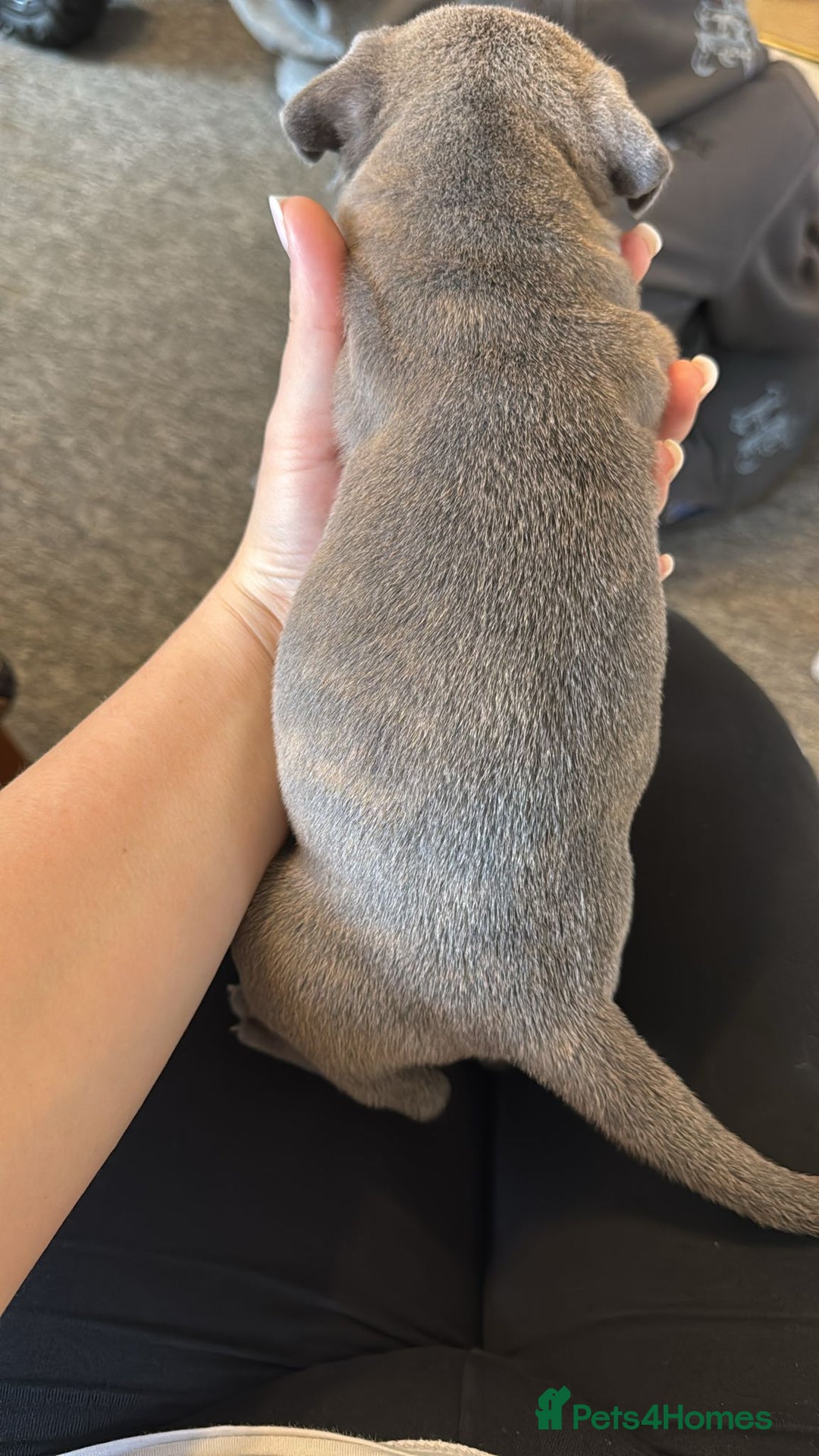 Mixed Breed dogs for sale: French bulldog x American staff - Image 20