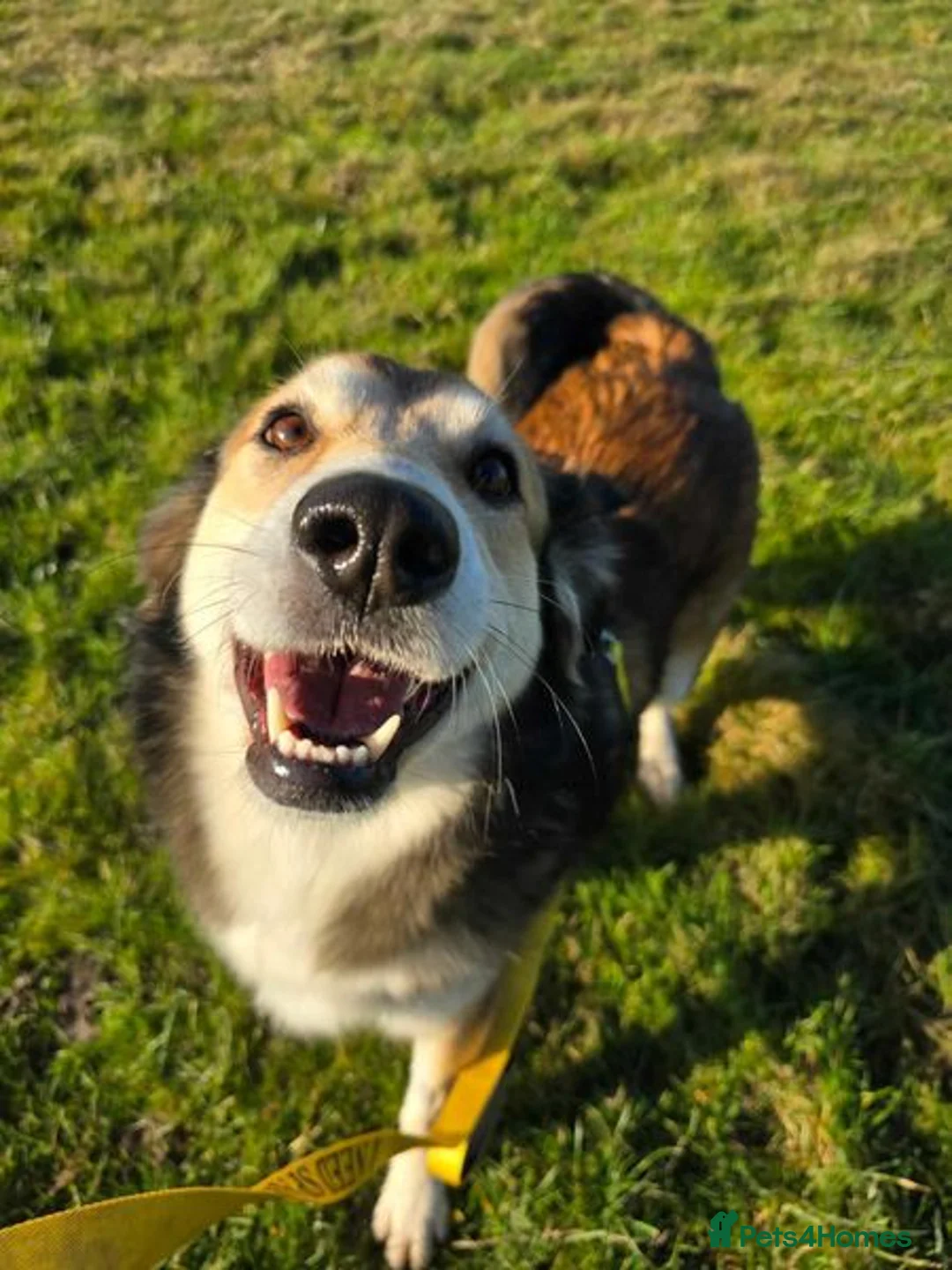 Mixed Breed dogs for adoption: Jewel is looking for her forever family! - Advert 3