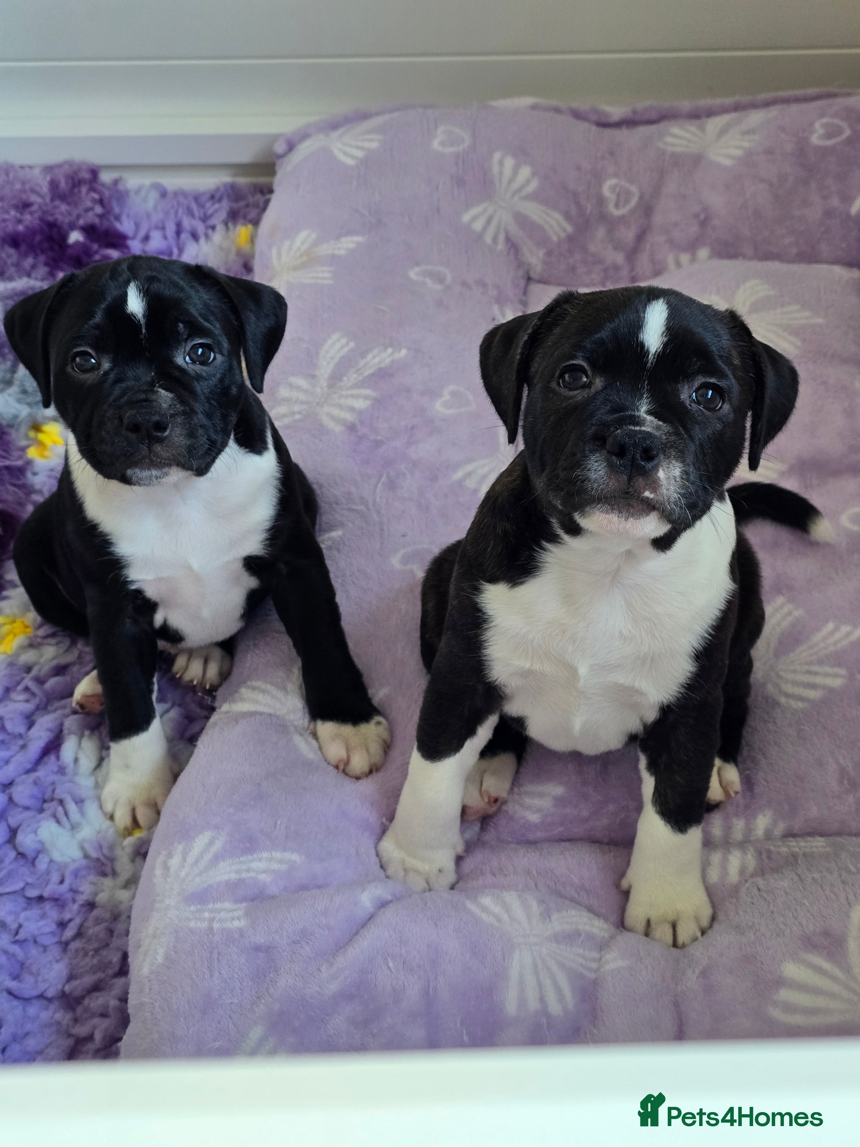 Staffordshire Bull Terrier dogs SBT puppies very Low COI 2.5 - Advert 12