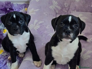 Staffordshire Bull Terrier dogs SBT puppies very Low COI 2.5 - Advert 2
