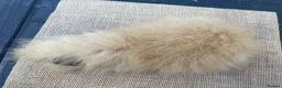 Guinea Pig rodents for sale: Swiss boys - Advert 5