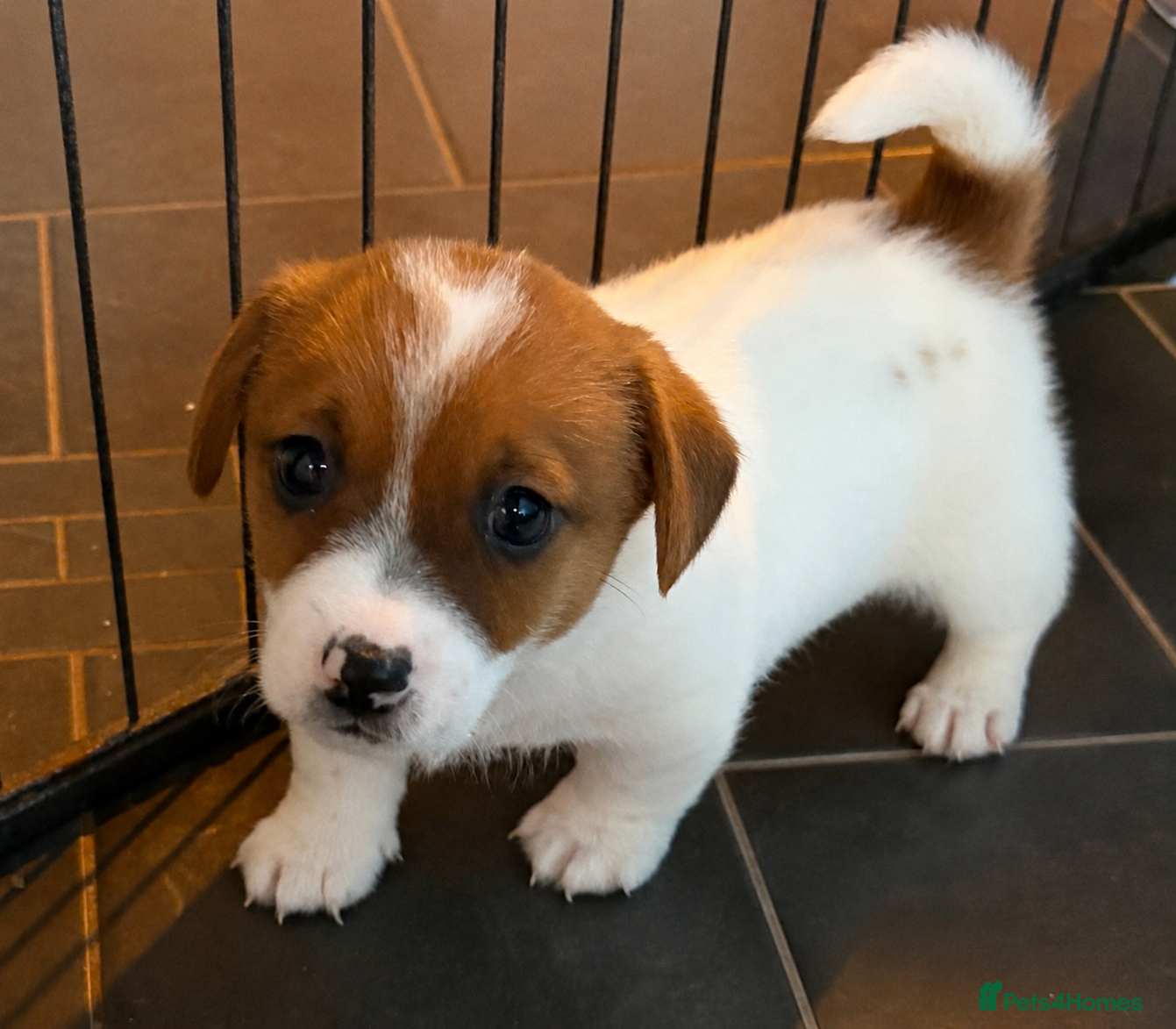 Jack Russell dogs for sale: 2 Jack Russell Male Puppies For Sale  - Advert 5