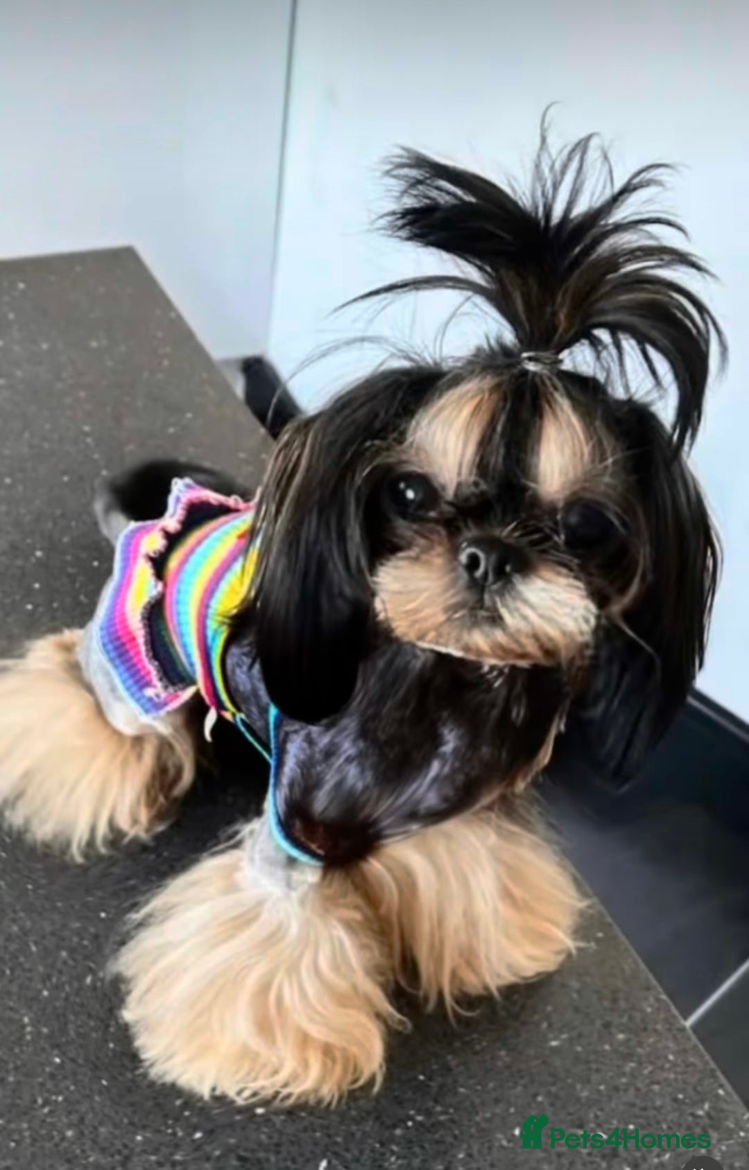 Shih Tzu dogs for sale: Tiny Luxury Imperials Philippines Lines  - Advert 4