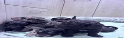 Cockapoo dogs for sale: Cockapoo puppies  - Advert 20