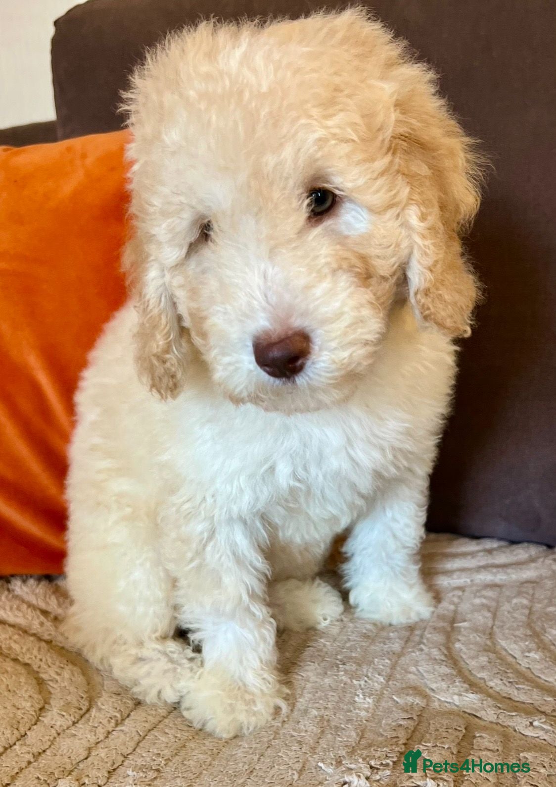 Labradoodle dogs READY NOW! Labradoodle puppy Fun Fluffy, LAST 1!!  - Advert 2
