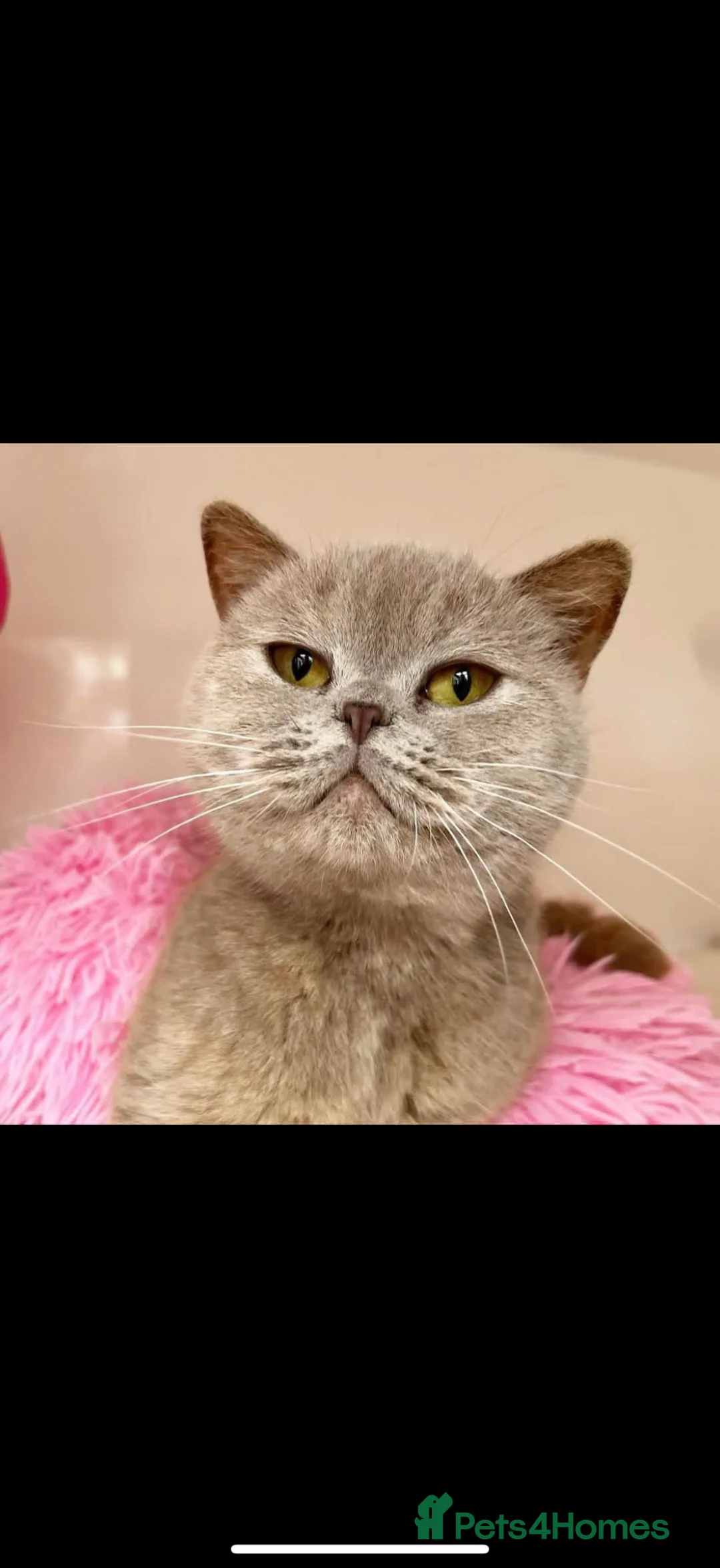 British Shorthair cats for sale: British shorthair Blue & Lilac  - Advert 1