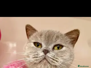 British Shorthair cats British shorthair Blue & Lilac - Advert 1