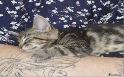 Mixed Breed cats for sale: Mixed breed Beautiful kittens - Image 10