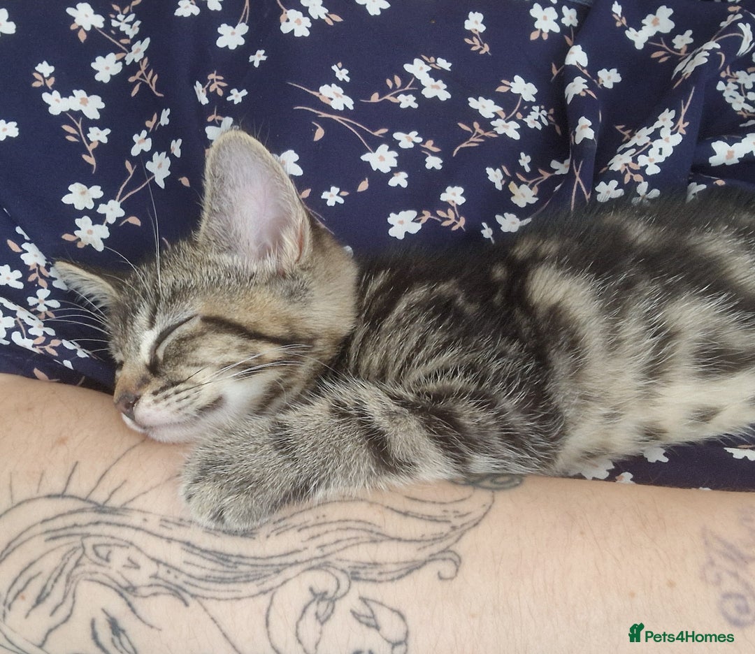 Mixed Breed cats for sale: Mixed breed Beautiful kittens - Image 10