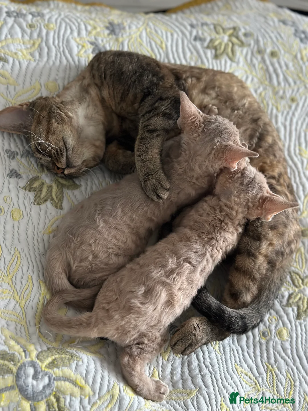 Devon Rex cats for sale: Devon  in London - Advert 3