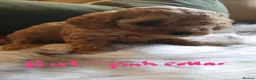 Toy Poodle dogs for sale: Tiny Toy Poodle puppies both parents health tested - Advert 16