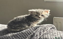 Mixed Breed cats for sale: Beautiful grey tabby  - Image 1