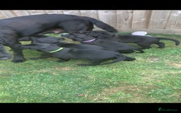 Labrador Retriever dogs for sale: Black Labrador puppies  - Image 4