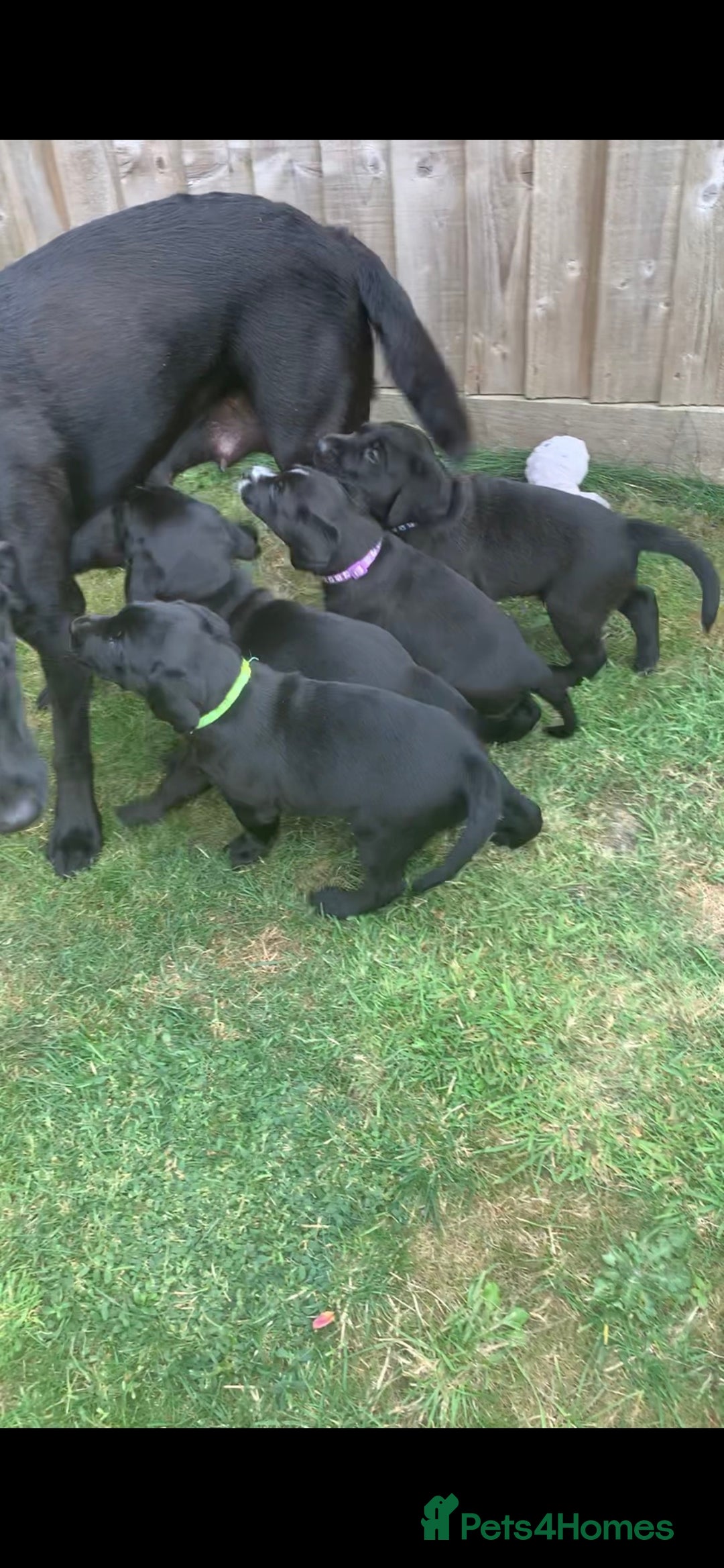 Labrador Retriever dogs for sale: Black Labrador puppies  - Image 4