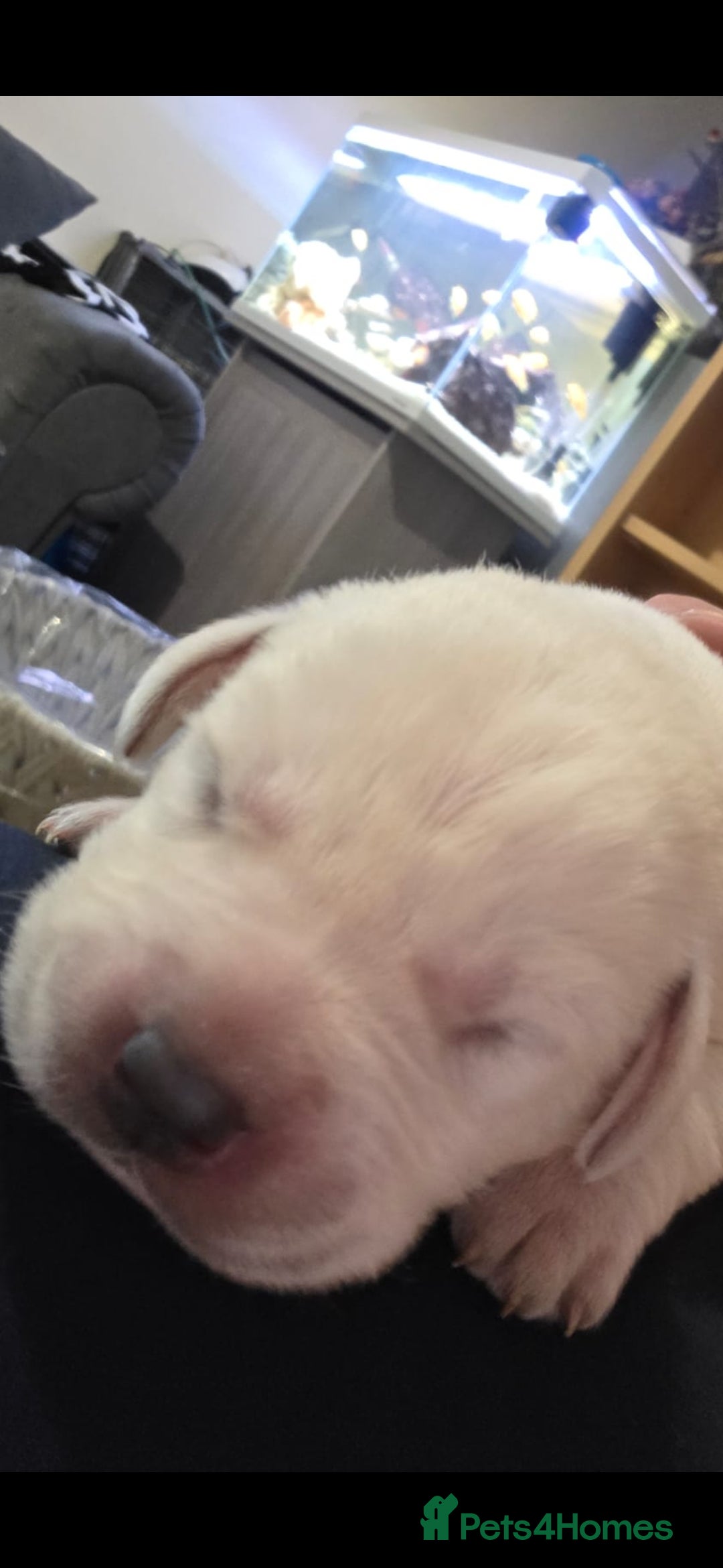 Labrador Retriever dogs for sale: Kc registered labrador  - Advert 8