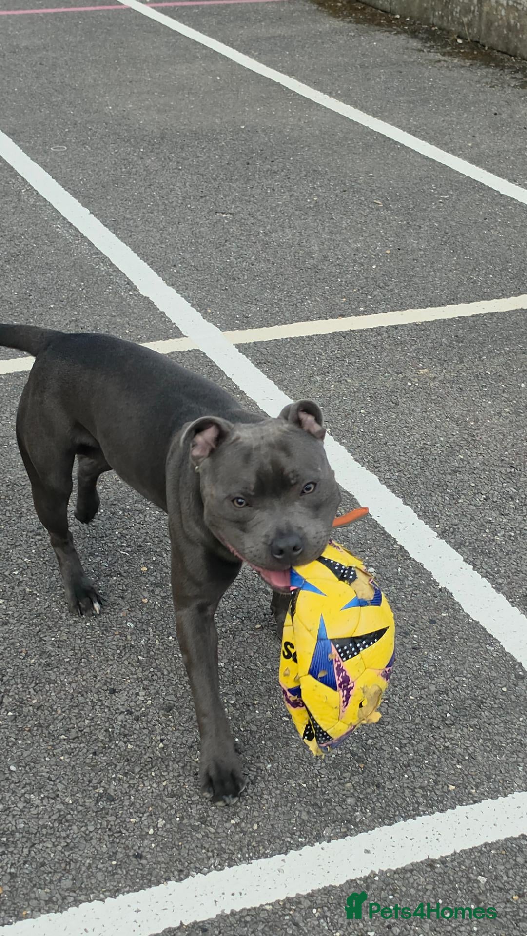 Staffordshire Bull Terrier dogs Rocco - Advert 5