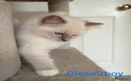 Ragdoll cats for sale: Purebred Ragdolls - Image 4