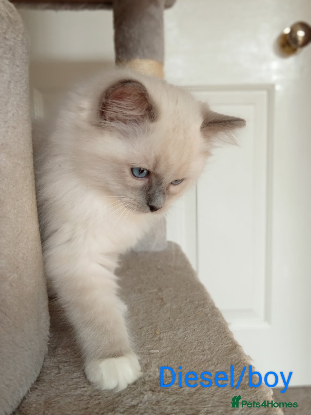 Ragdoll cats for sale: Purebred Ragdolls - Image 4
