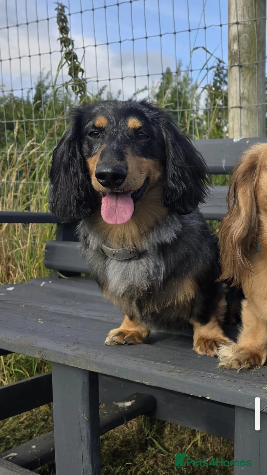 Dachshund dogs for stud: 🐾 KC REGISTERED SILVER DAPPLE MINI Daschund 🐾 - Advert 8