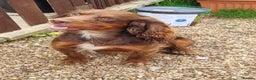 Cocker Spaniel dogs for sale: Kc reg working cocker spaniel puppies  - Advert 12