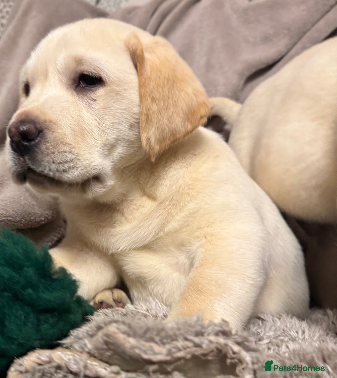 Labrador Retriever dogs for sale: KC *Vet Inspected* Black & Yellow Labrador Pups  - Advert 19