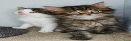 Maine Coon cats for sale:  Beautiful Maine coon kittens  - Advert 1