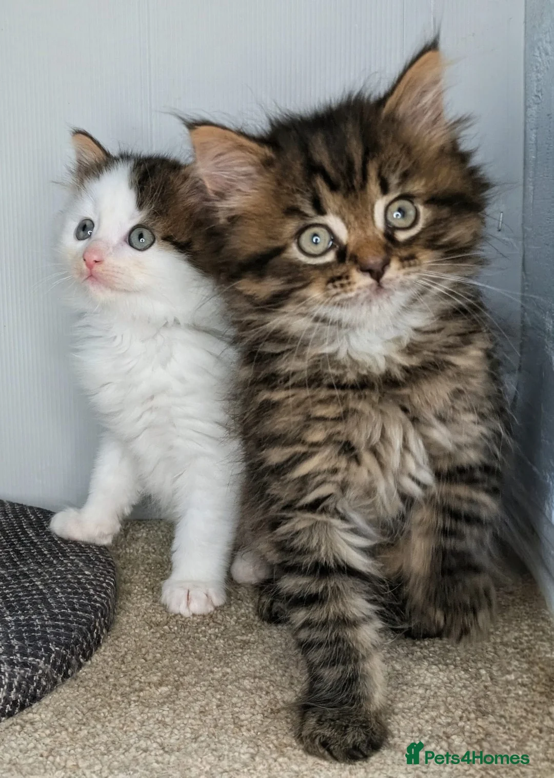 Maine Coon cats for sale:  Beautiful Maine coon kittens  - Advert 1