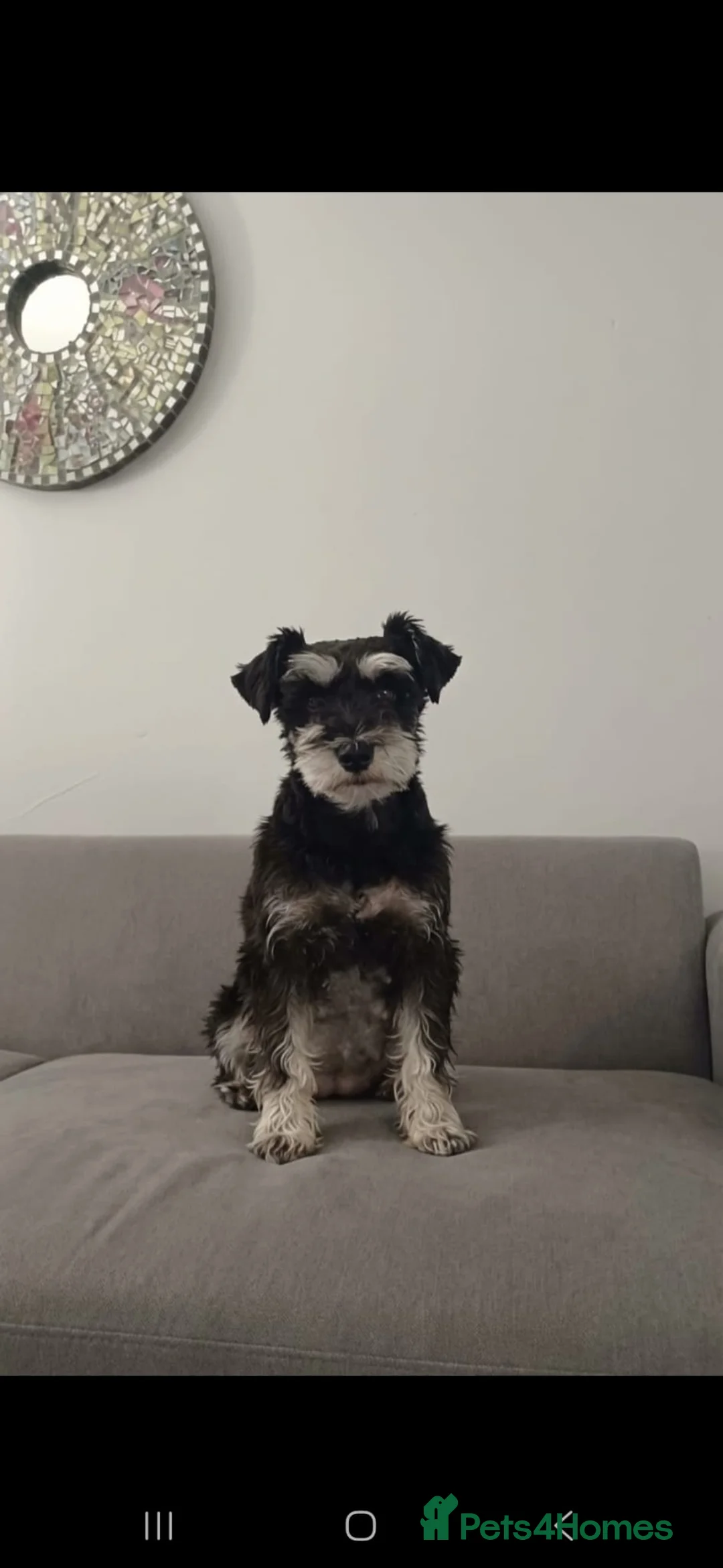 Schnoodle dogs for sale: Mini Schnoodle puppies - Advert 2