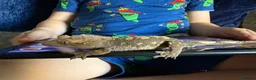 Gecko reptiles for sale: Crested Gecko in Oldbury - Advert 4