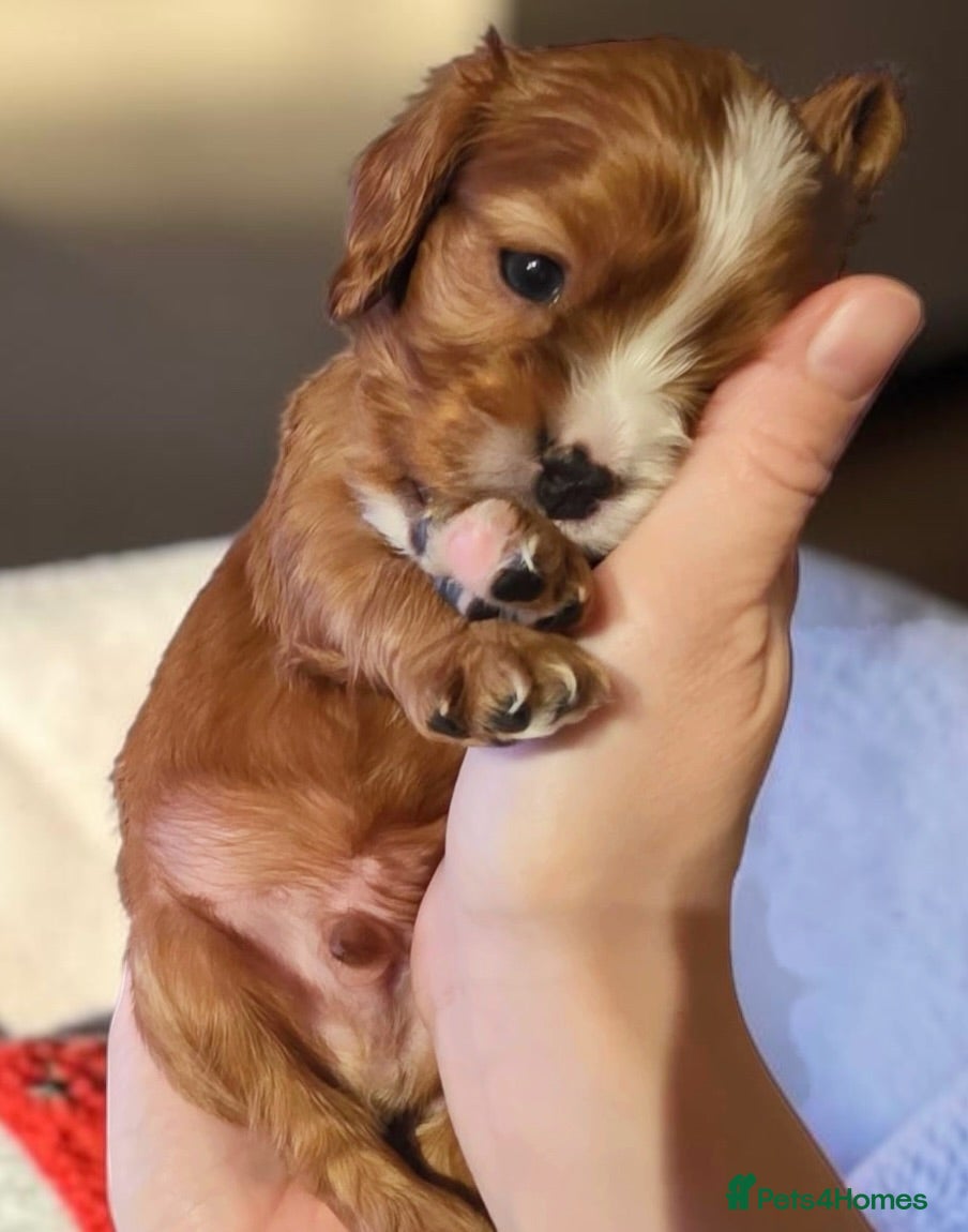Cavalier King Charles Spaniel dogs Very rare in UK ultra-low COI 0.2% Choc carrier KC - Advert 3