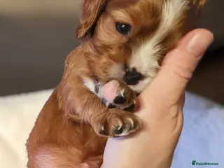 Cavalier King Charles Spaniel dogs Very rare in UK ultra-low COI 0.2% Choc carrier KC - Advert 3