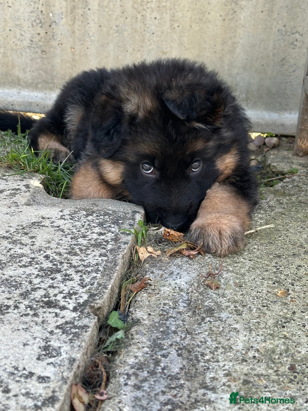 German Shepherd dogs for sale: K/C Registered German Shepherd Puppies  - Image 32