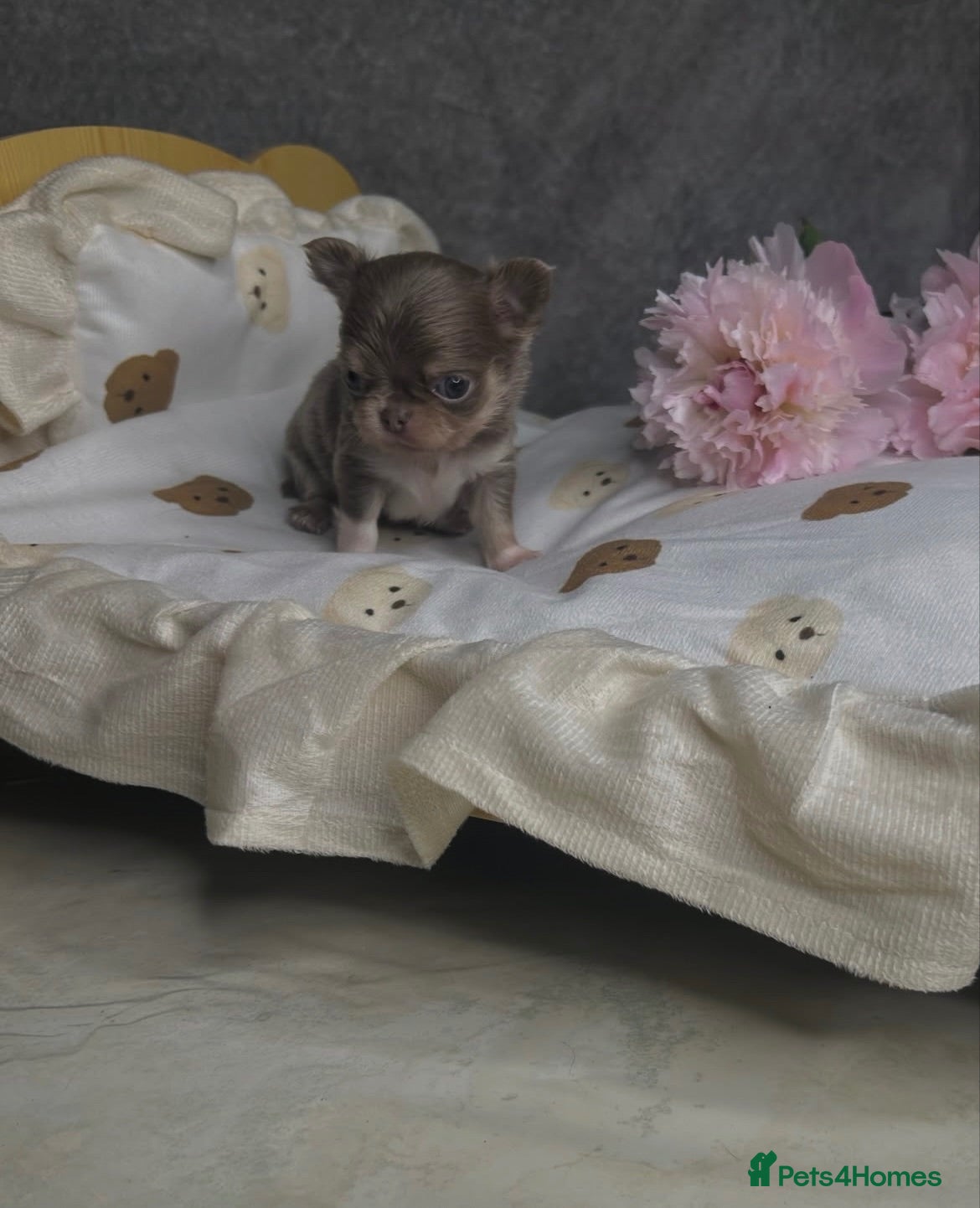 Chihuahua dogs Beautiful Lilac tri Chihuahua puppies KC  - Advert 1