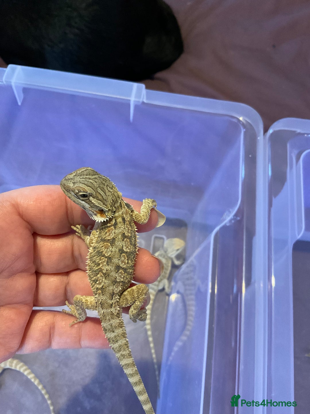 Bearded Dragon reptiles for sale: 2 Baby Bearded Dragons - Advert 2