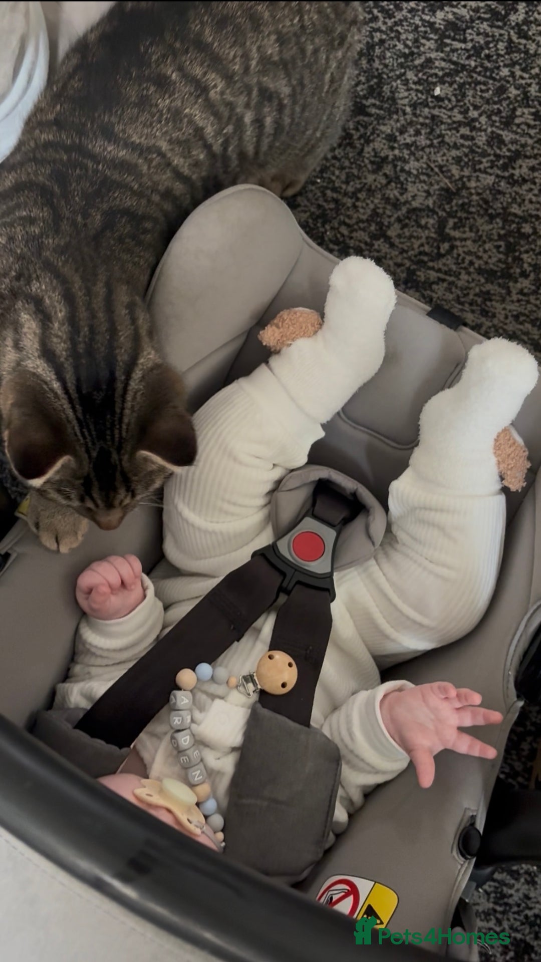 Domestic Shorthair cats for sale: Gorgeous brothers Mitch and Bingo - Advert 5