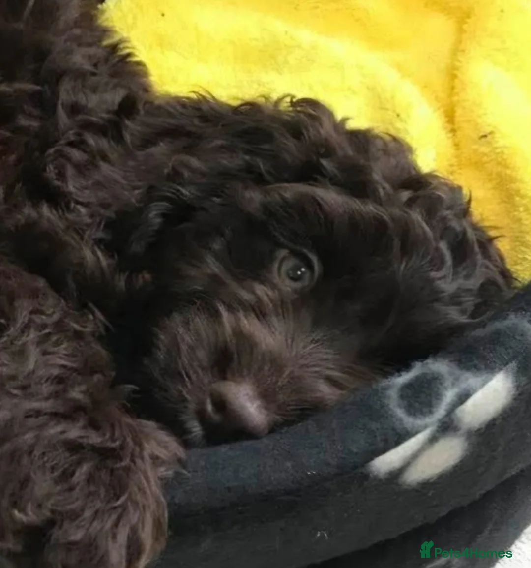 Cockapoo dogs for sale: Mo (4 year old  chocolate brown Cockapoo)  - Advert 1
