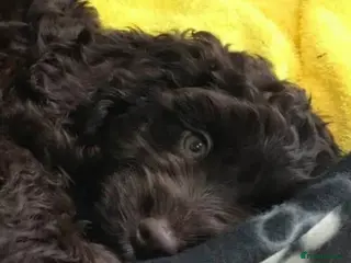 Cockapoo dogs Mo (4 year old chocolate brown Cockapoo) - Advert 13