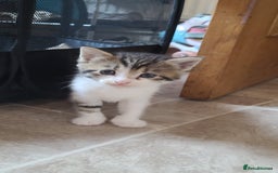 Mixed Breed cats for sale: Beautiful mixed kittens 2 boys 2 girl - Image 5