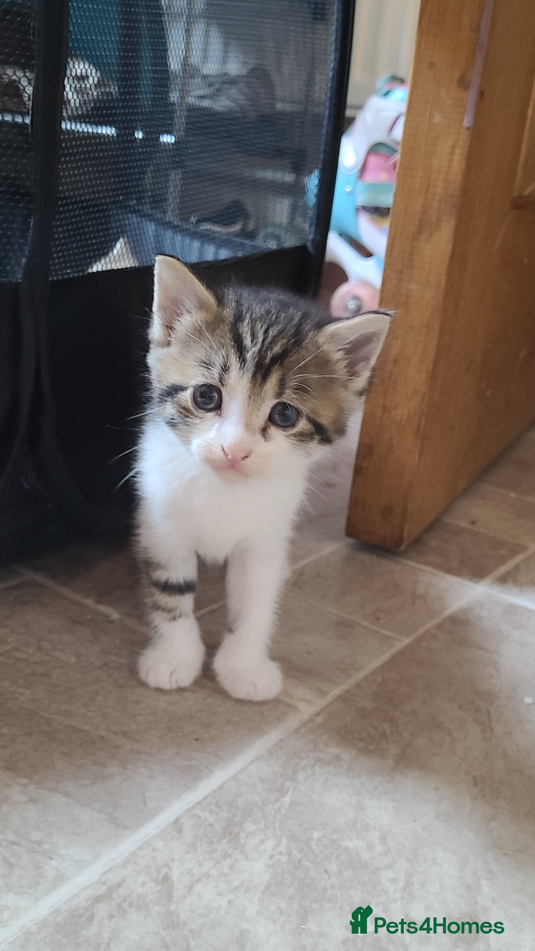 Mixed Breed cats for sale: Beautiful mixed kittens 2 boys 2 girl - Image 5